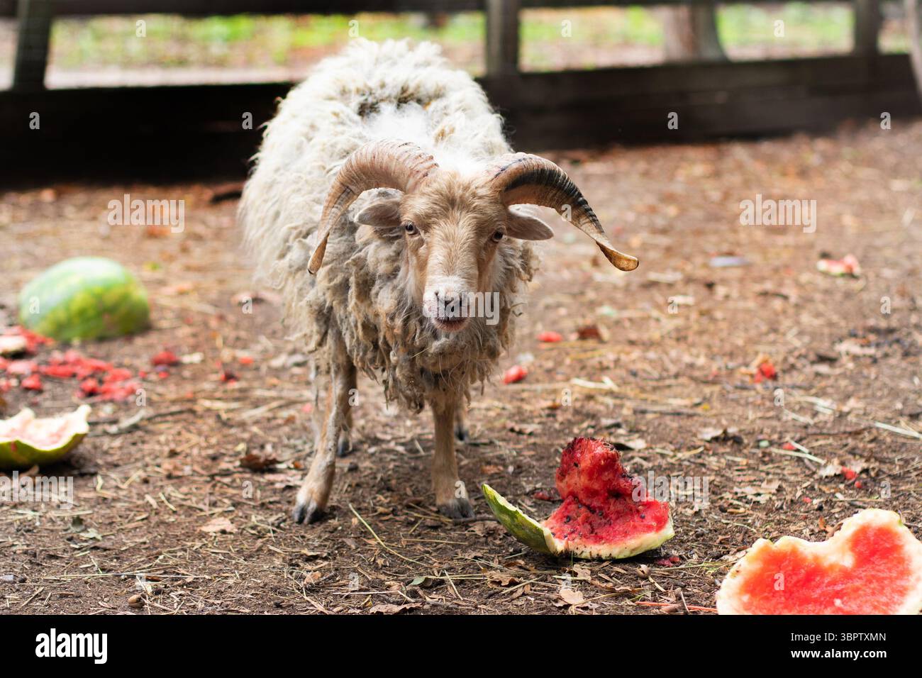 Ein Widder mit verdrehten Hörnern. Schafhaut. Gehörntes Tier Stockfoto