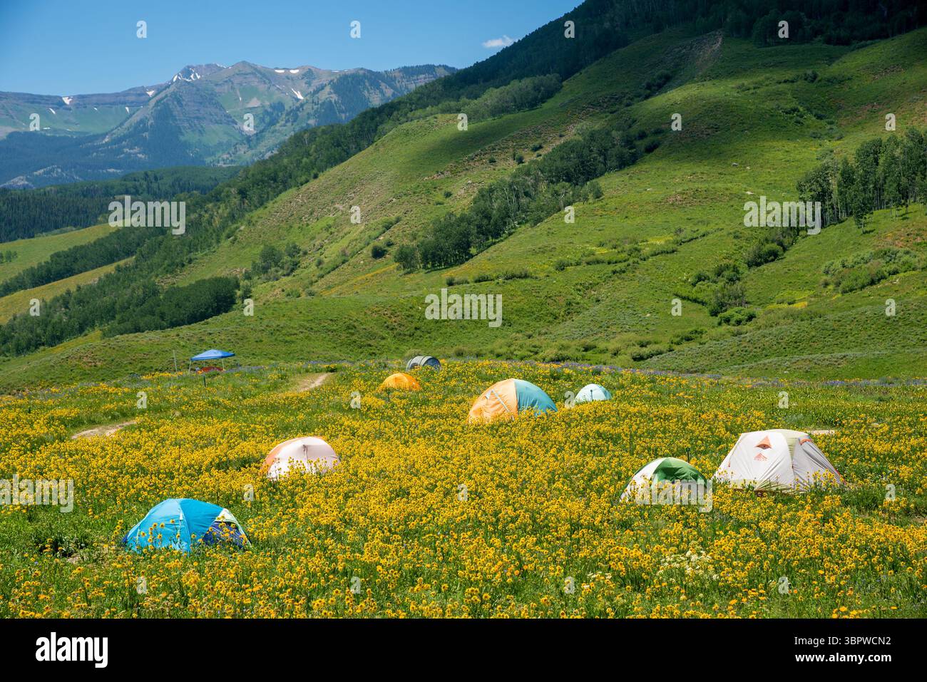 Die Sommerzeit bietet kostenlose Zeltplätze inmitten der Wildblumenfelder Crested Butte, Colorado. Stockfoto