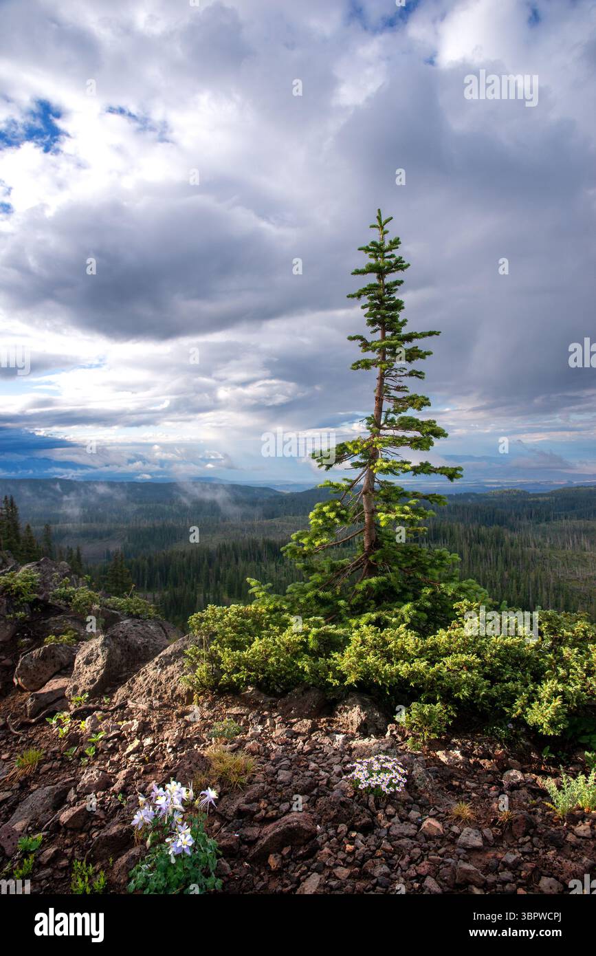Blaue kolumbine und wilde Gänseblümchen blühen unter einem jungen Nadelbaum auf der Grand Mesa im Zentrum von Colorado. Stockfoto