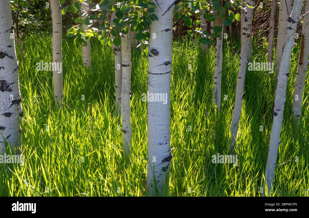 Der Frühling bringt satte neue grüne Gräser unter den Aspen auf der Grand Mesa im Westen von Colorado, Stockfoto
