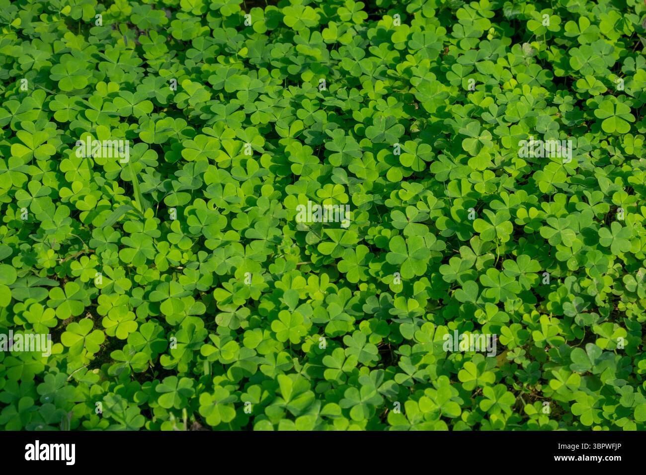 Ein dichter Fleck grüner Pflanzen mit dreiblättrigen Blättern, bekannt als Klee, wahrscheinlich aus der Gattung Trifolium oder Oxalis, die Blätter sind leuchtend grün, hochglänzend Stockfoto