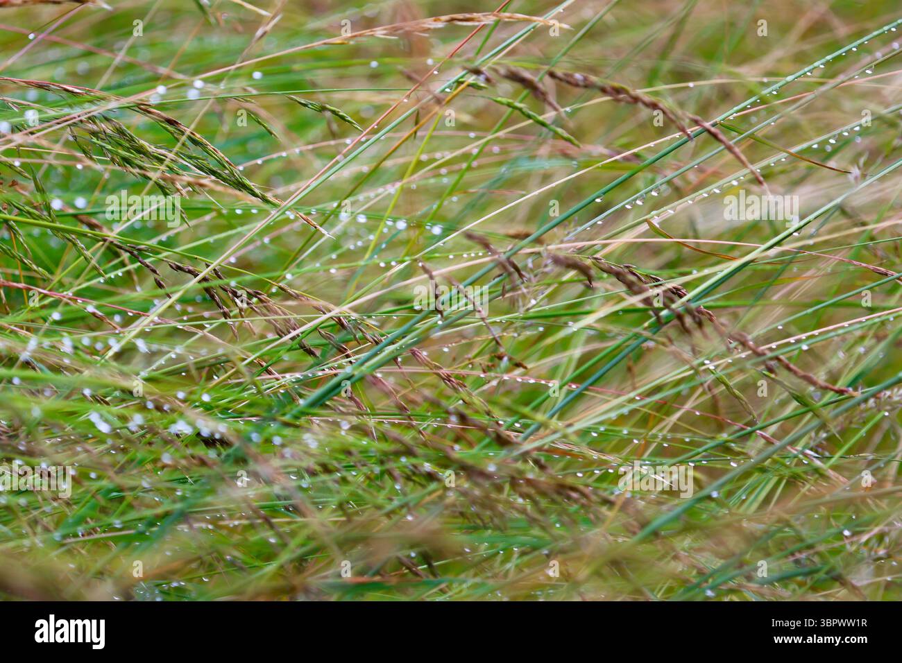 Nahaufnahme des Wiesengras, das sich unter dem Gewicht von Tau-Tropfen nach dem Regen im Hochsommer in den Schweizer Alpen verbiegt. Stockfoto Nahaufnahme des Wiesengras, das sich unter dem Gewicht von Tau-Tropfen nach dem Regen im Hochsommer in den Schweizer Alpen verbiegt. Stockfoto