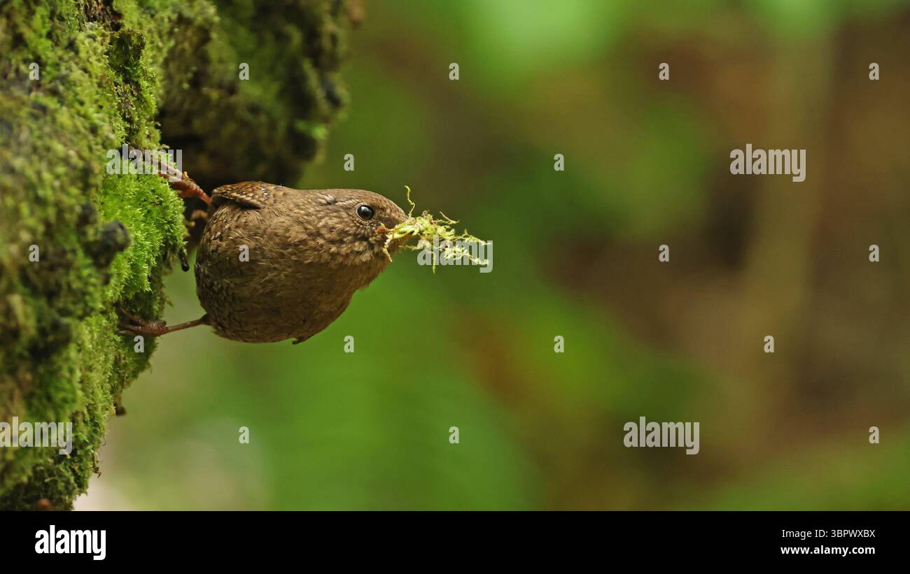 Eurasischer Zorn (Troglodytes troglodytes) mit Nestmaterial im Schnabel, Japan Stockfoto