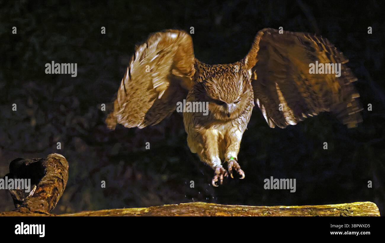 Blakistons Fischeule (Ketupa blakistoni) landet auf einem Baumstamm, Japan Stockfoto
