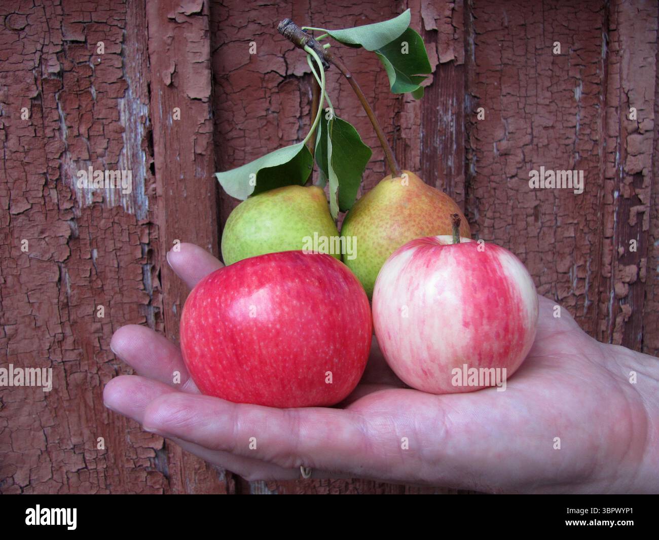 Reife, bunten Äpfel und Birnen in männlicher Hand Nahaufnahme. Obst. Sommer, Ernte. Das Konzept der natürlichen gesunden Ernährung. Kopierbereich Stockfoto