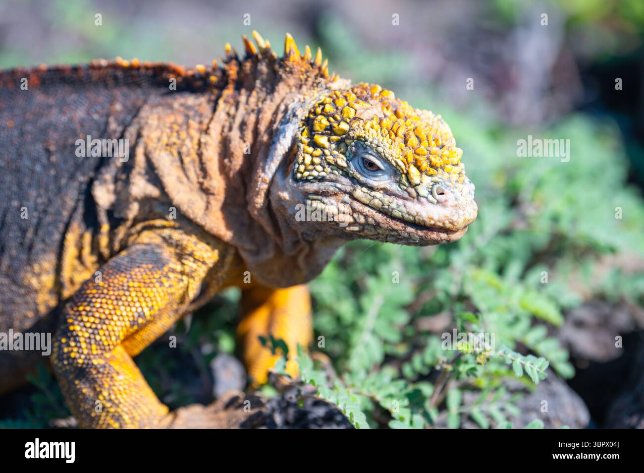 Gelbes Galapagos Land Iguana in der Natur, South Plaza. Conolophus Subcristatus. Stockfoto