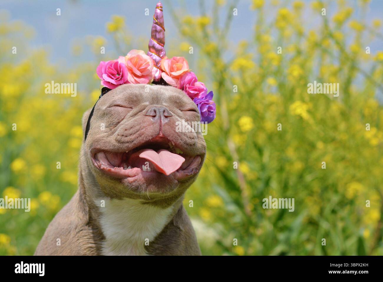 Lustiger französischer Bulldog-Hund mit geschlossenen Augen und rosa Einhorn-Stirnband und Zunge, die vor verschwommenen gelben Blumen ragt Stockfoto