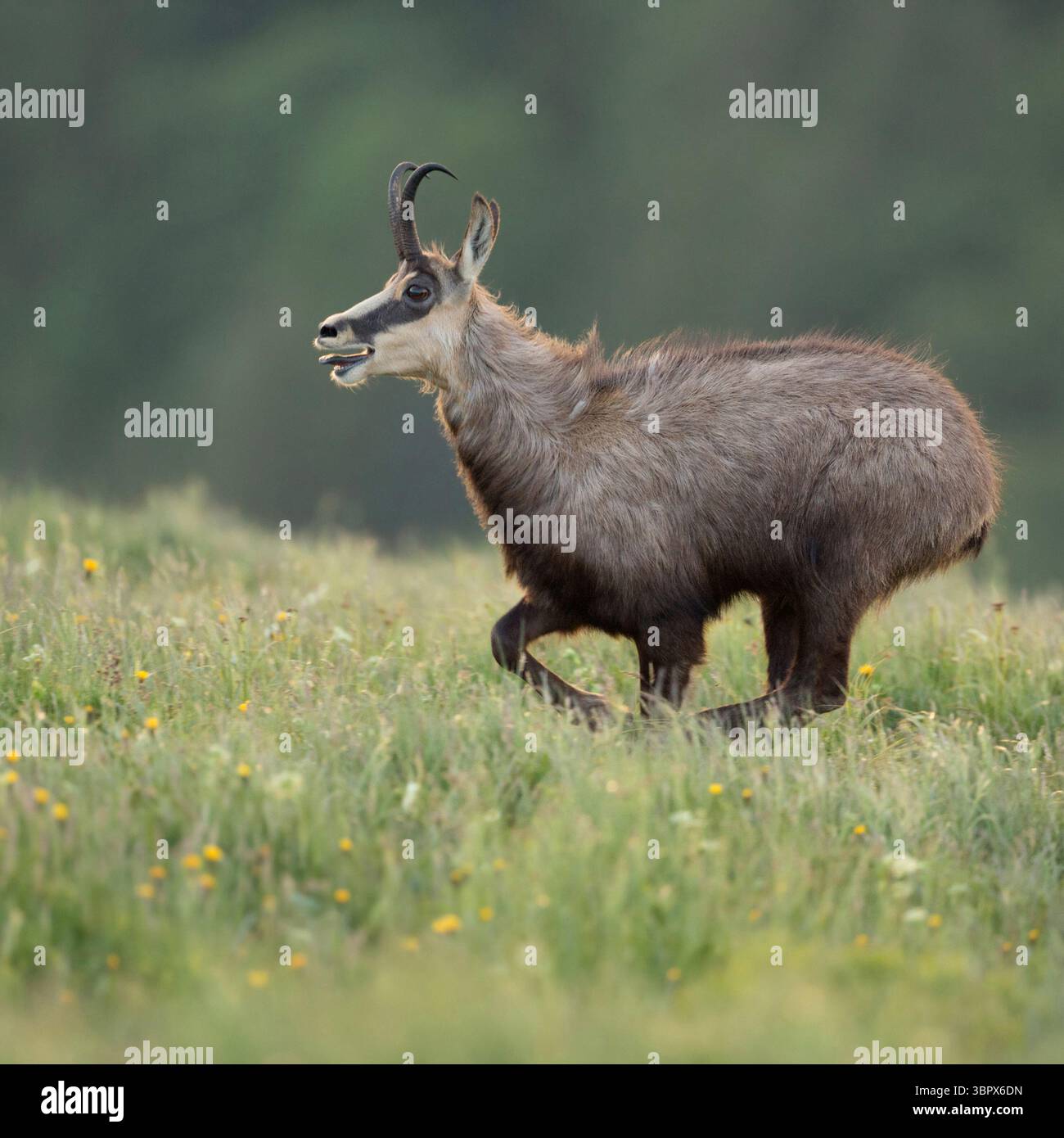 Alpine Chamois ( Rupicapra rupicapra ) auf der Flucht, die über eine blühende Bergwiese läuft, scheint erschöpft zu sein, Wildtiere, Europa (Frankreich). Stockfoto