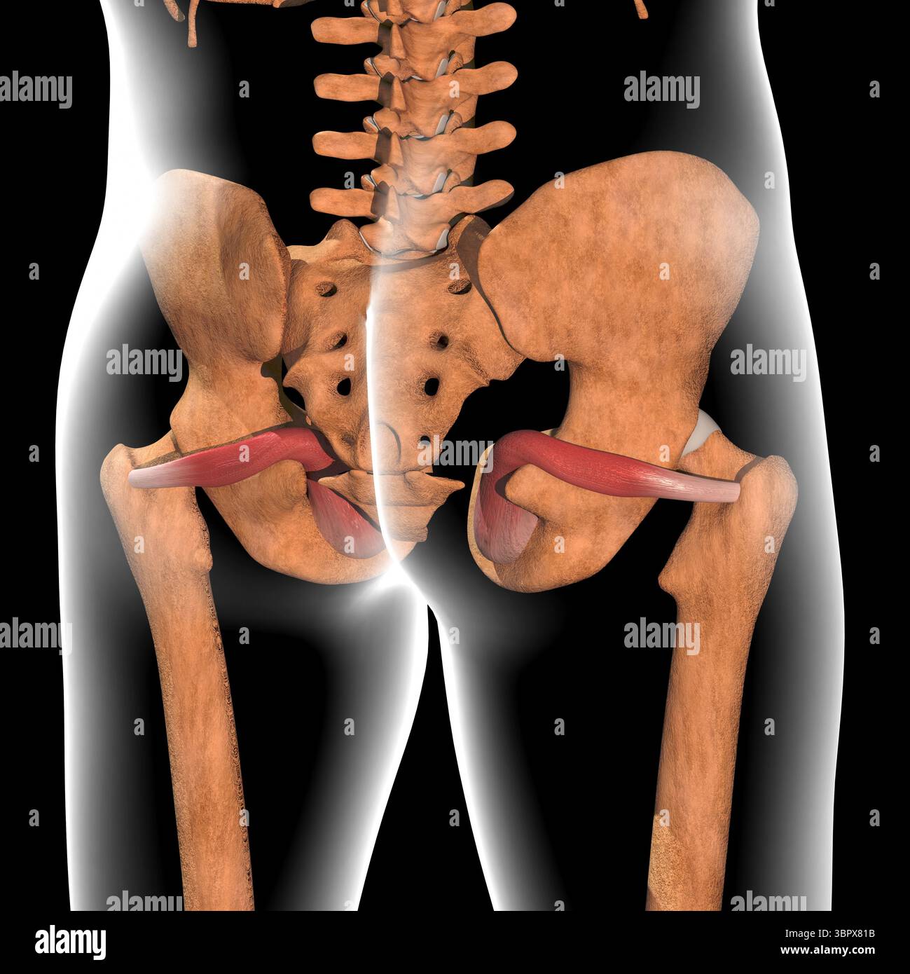Diese 3D-Abbildung zeigt die Muskulatur des Obturators internus am Röntgenkörper Stockfoto Diese 3D-Abbildung zeigt die Muskulatur des Obturators internus am Röntgenkörper Stockfoto