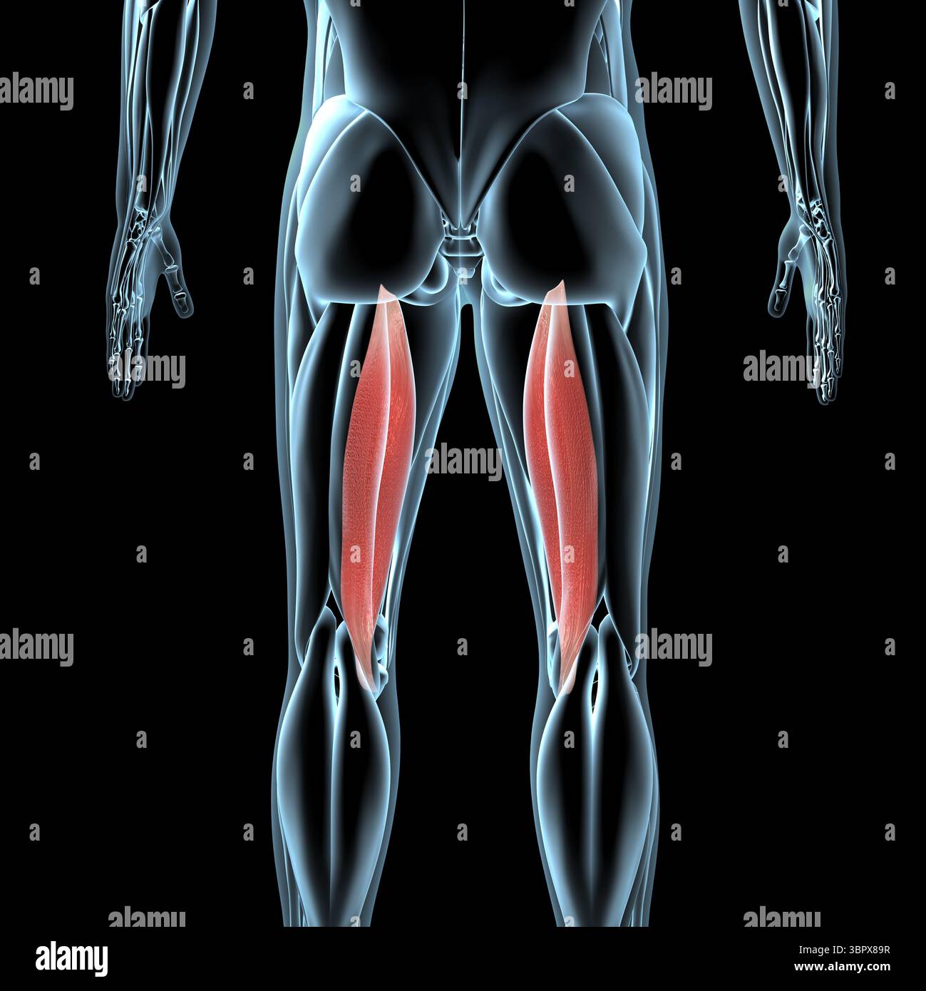 Diese 3D-Abbildung zeigt eine Ansicht der Semimembranosus-Muskeln auf der Röntgenmuskulatur Stockfoto