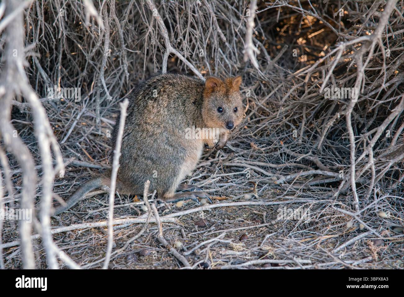Ein Quokka auf Rottnest Island, Westaustralien Stockfoto