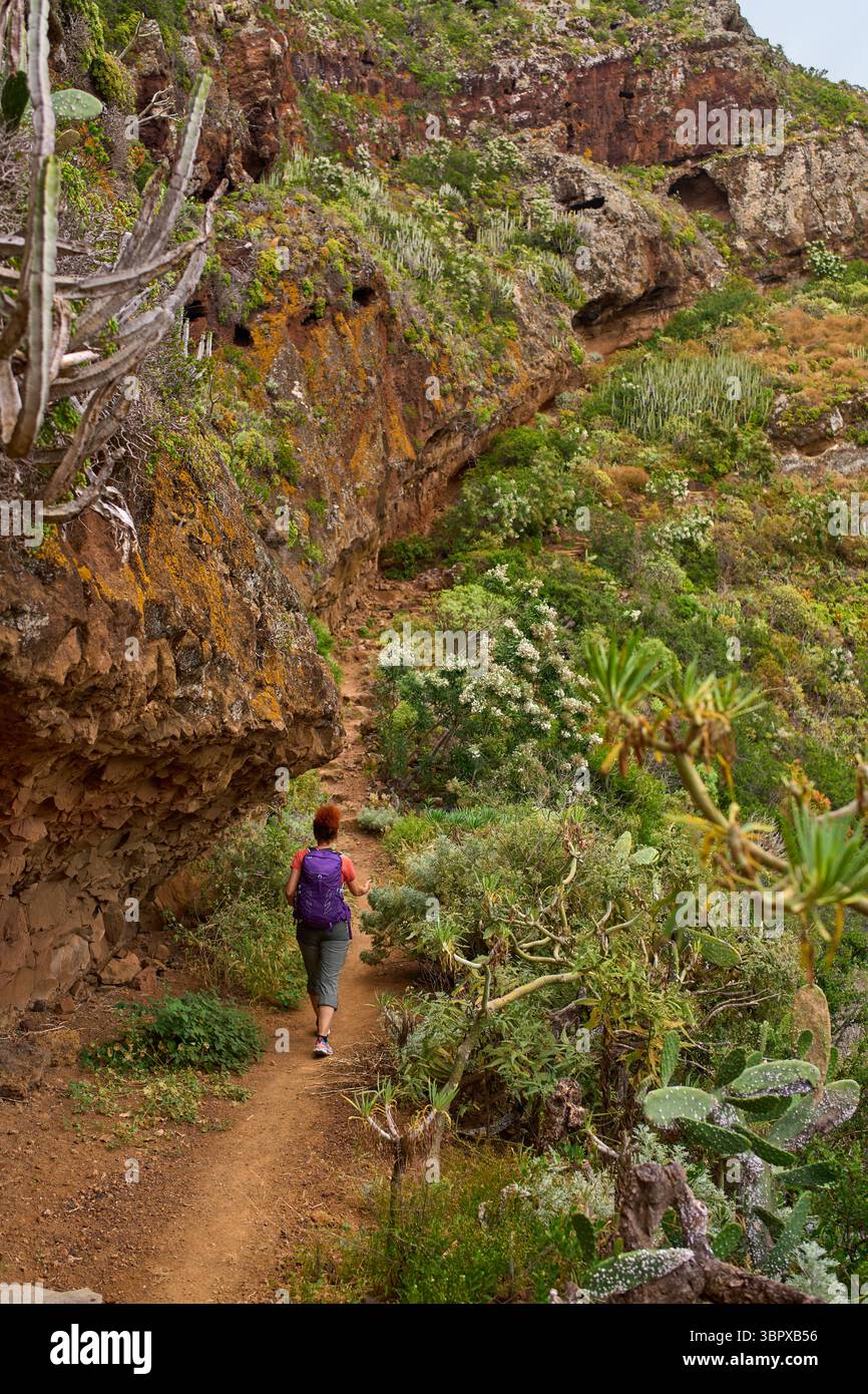Weibliche Wanderer, die steile vulkanische Pfade durch trockenes und üppiges Gelände in Anaga, Teneriffa, absteigen Stockfoto