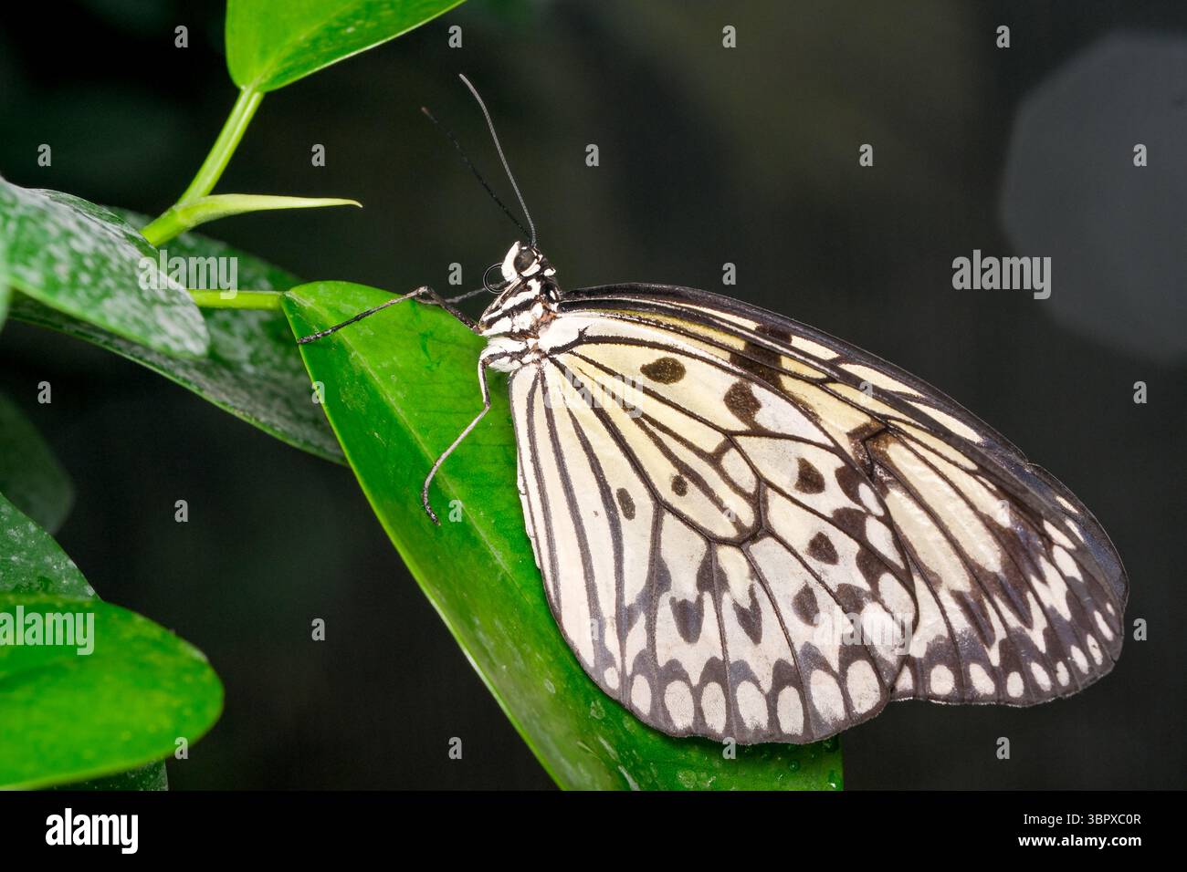 Ein zarter Schmetterling mit komplizierten Mustern liegt auf einem grünen Blatt. Stockfoto