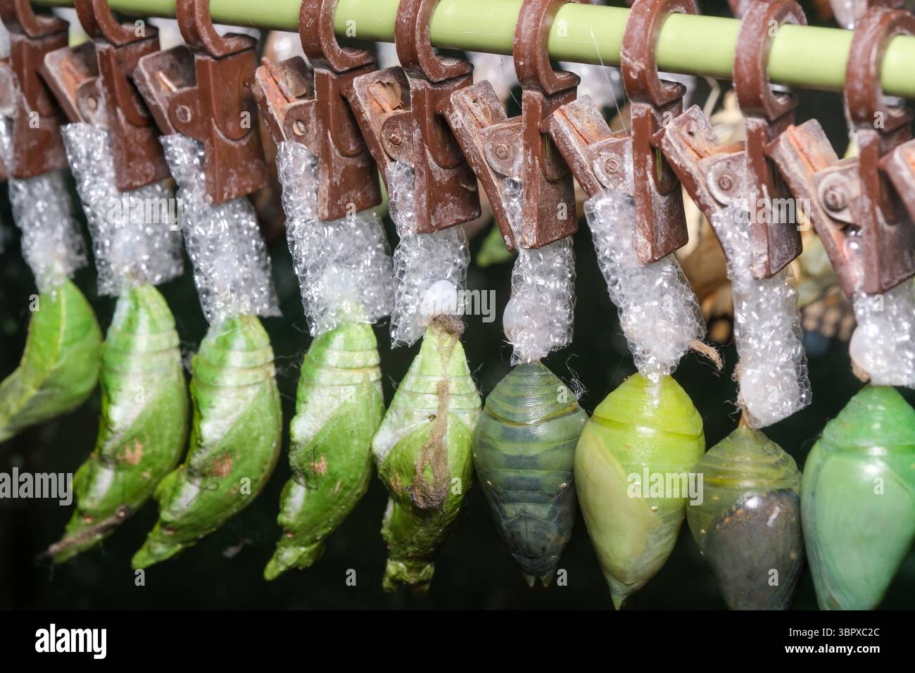 Bunte Chrysalises hängen an einer Stange und zeigen die Kunstfertigkeit der Natur. Stockfoto