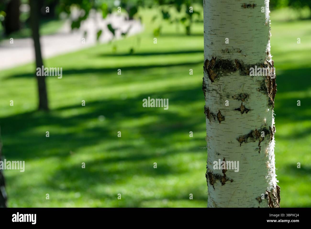 Eine Birke steht hoch in einem üppig grünen Park, während das Sonnenlicht auf der Rinde tanzt. Stockfoto