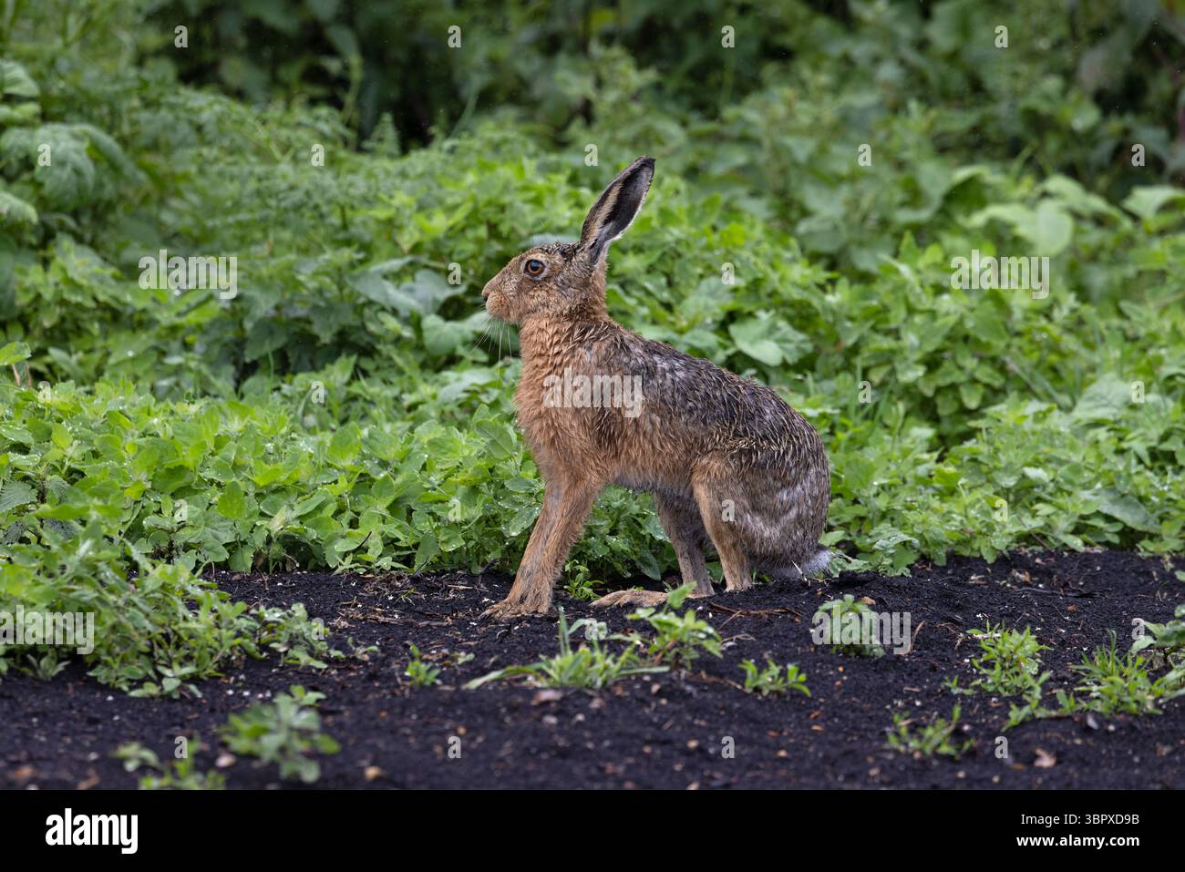 Europäischer Braunhase (Lepus europaeus) Norfolk Mai 2025 Stockfoto