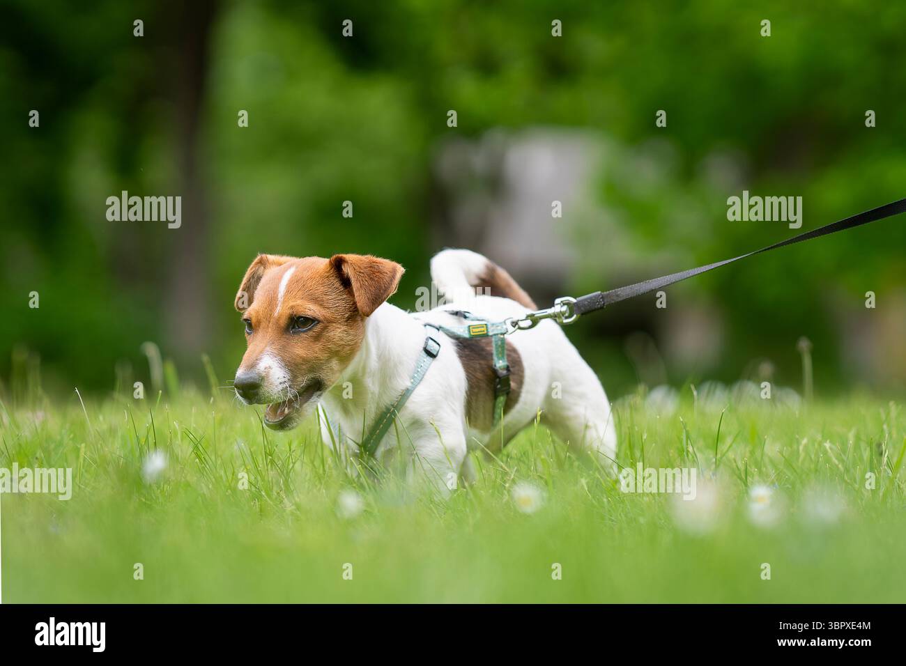 Reinrassiger, glatt beschichteter Jack Russell Terrier Welpe im Garten. Jack Russell Terrier Welpe, braun und weiß beschichtet, draußen im Park. Stockfoto