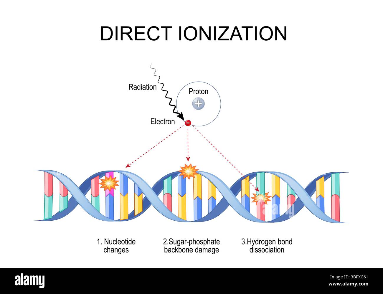 Direkte Ionisation. Direkte Wirkung ionisierender Strahlung auf Atom und DNA-Molekül, verursacht strukturelle Schäden, Mutationen oder Zelltod. Detaillierter Vektor Stock Vektor