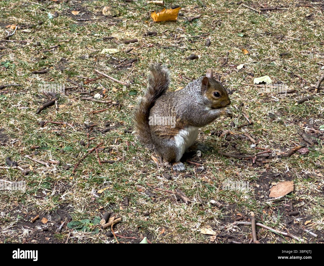 Graues Eichhörnchen, das Nüsse in der Wildnis des Parks isst Stockfoto