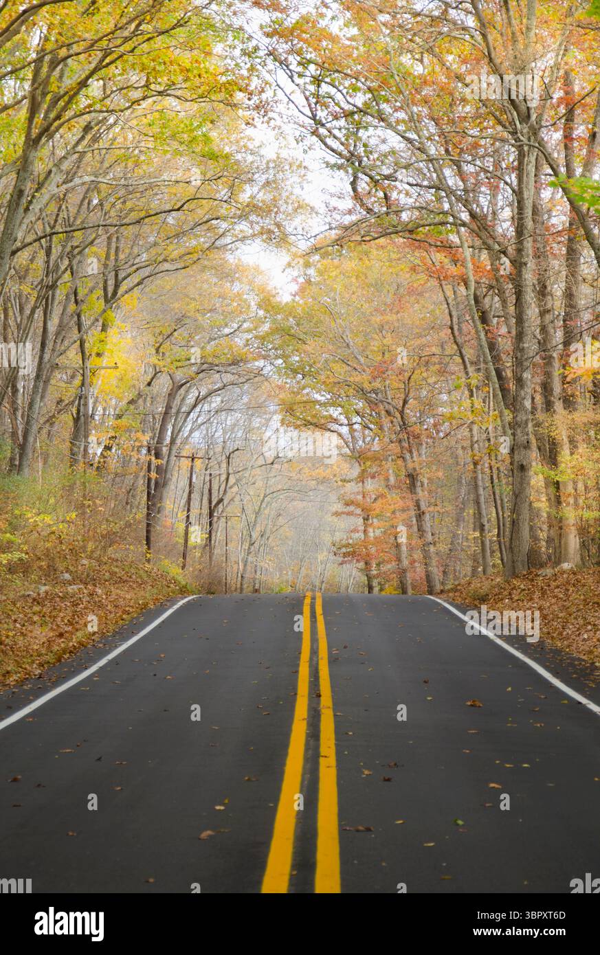 Von Landbäumen gesäumte Straße im Herbst Stockfoto