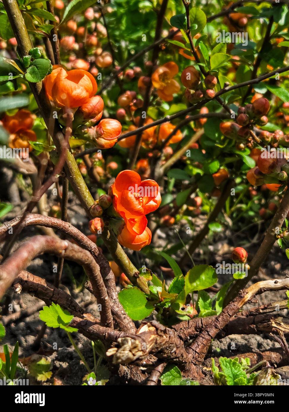 Eine wunderschöne Nahaufnahme der leuchtenden, rötlich-orange blühenden Quittenblüten (Chaenomeles), ein buntes und fröhliches Zeichen des frühen Frühlings in einem Garten. - Smartphone-aufgenommenes Stockfoto