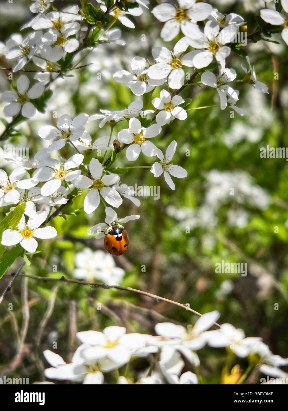 Ein zarter Marienkäfer krabbelt auf die weiße Blüte eines Schwarzdorns (Prunus spinosa) und läutet den Frühling in einem wunderschönen Naturmakro ein. - Smartphone-aufgenommenes Stockfoto