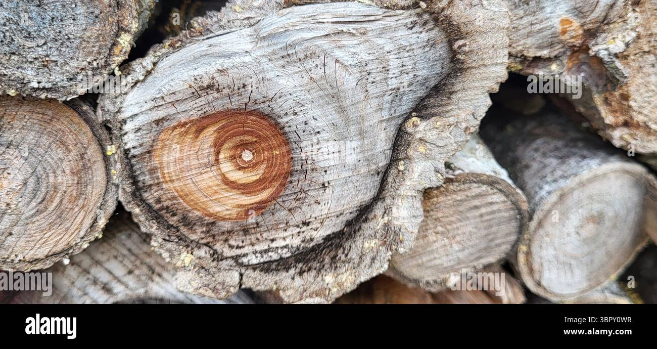 Nahaufnahme von gestapelten alten grauen Stämmen mit markierten braunen Wachstumsringen in der Mitte eines Stämms Stockfoto