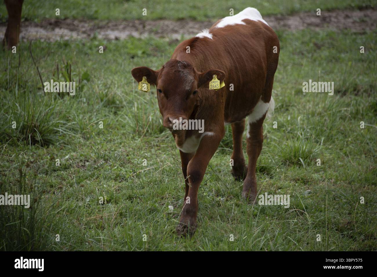 Ein braunes Kalb steht auf einer grünen Wiese und blickt direkt in die Kamera, Zgornje Jezersko, Gorenjska, Slowenien Stockfoto
