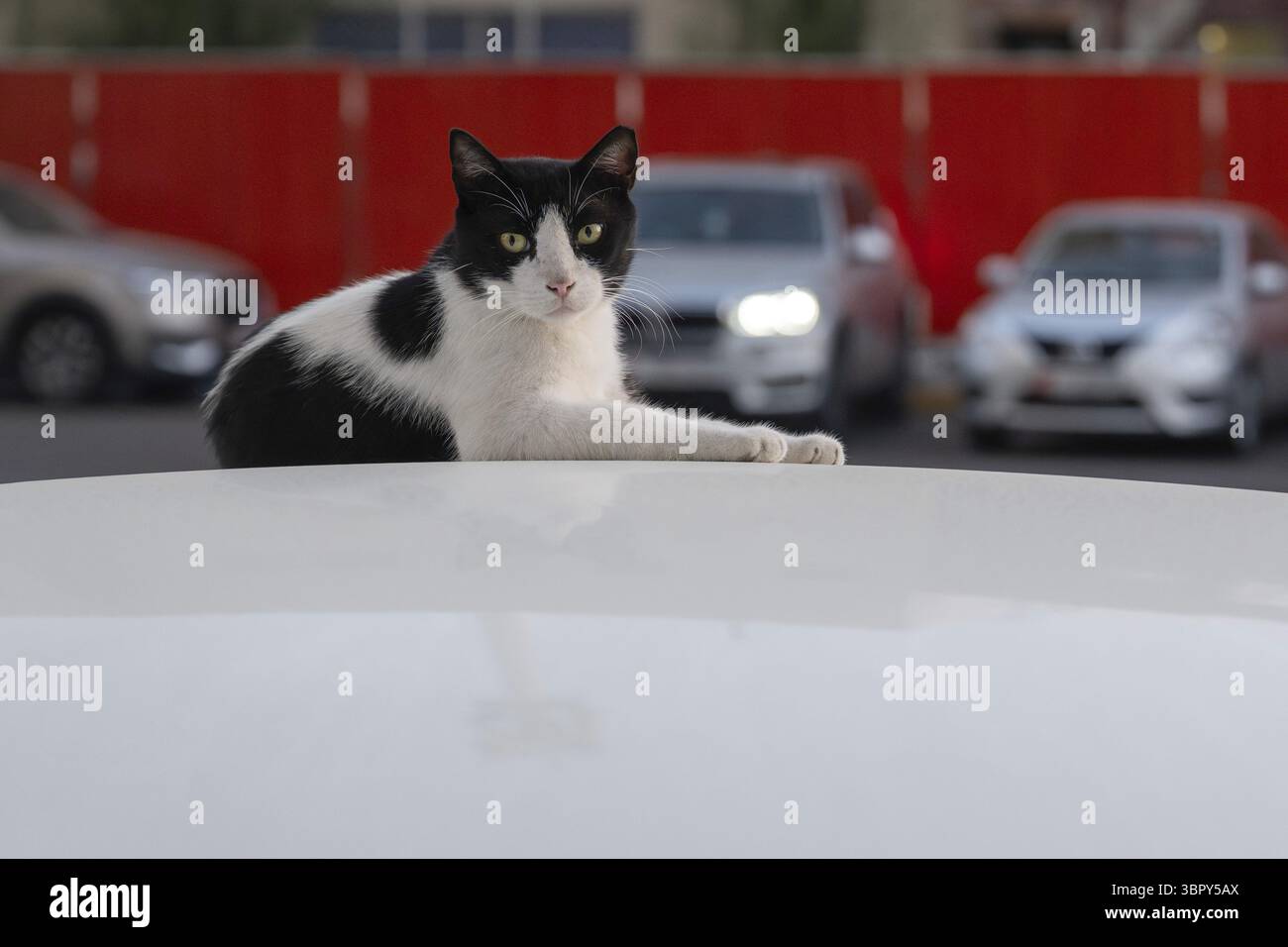 Hauskatze (Felis catus) auf einem Autodach liegend, Abu Dhabi, Vereinigte Arabische Emirate Stockfoto