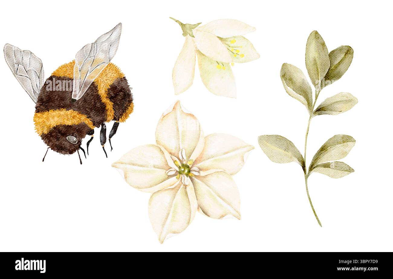 Aquarellillustration einer Biene mit zarten Blumen und Blättern auf weißem Hintergrund. Weiche Blumenelemente ideal für Grußkarten Schreibwaren Wand A Stockfoto