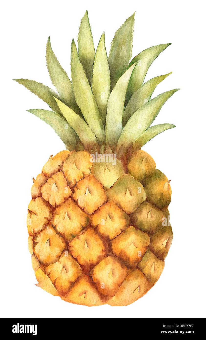 Aquarell einfache minimalistische Illustration einer Reifen Ananas mit grünen, stacheligen Blättern, auf weißem Hintergrund. Stockfoto