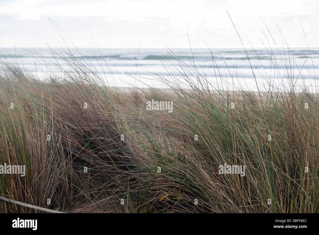 Küstensanddünen mit Wildblumen und Blick auf den Atlantischen Ozean Stockfoto