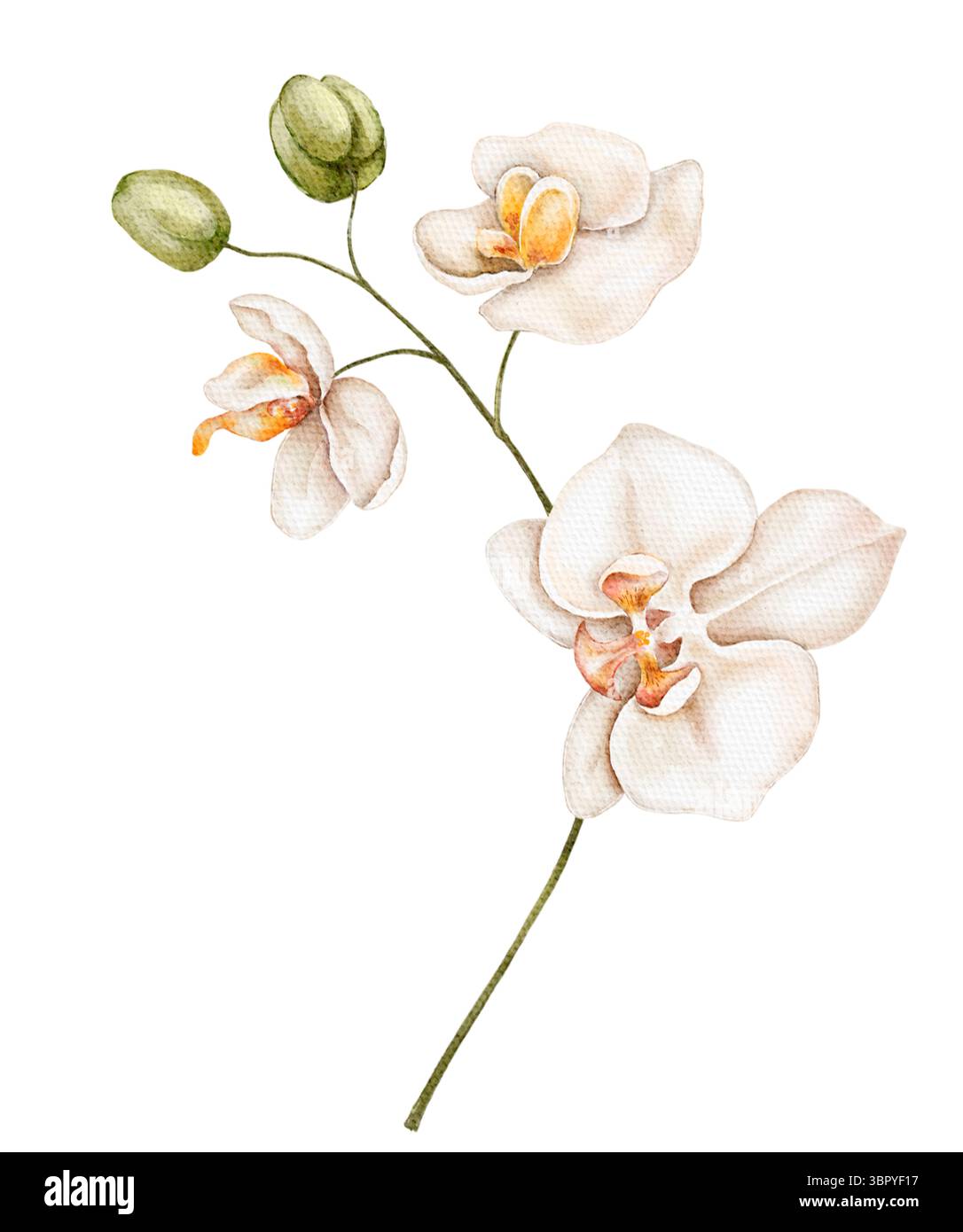 Eleganter weißer Orchideenstiel mit hellen Blütenblättern und goldgelber Mitte, in sanftem Aquarell dargestellt, ideal für minimalistische Einrichtung, Spa-Branding und Hochzeit Stockfoto