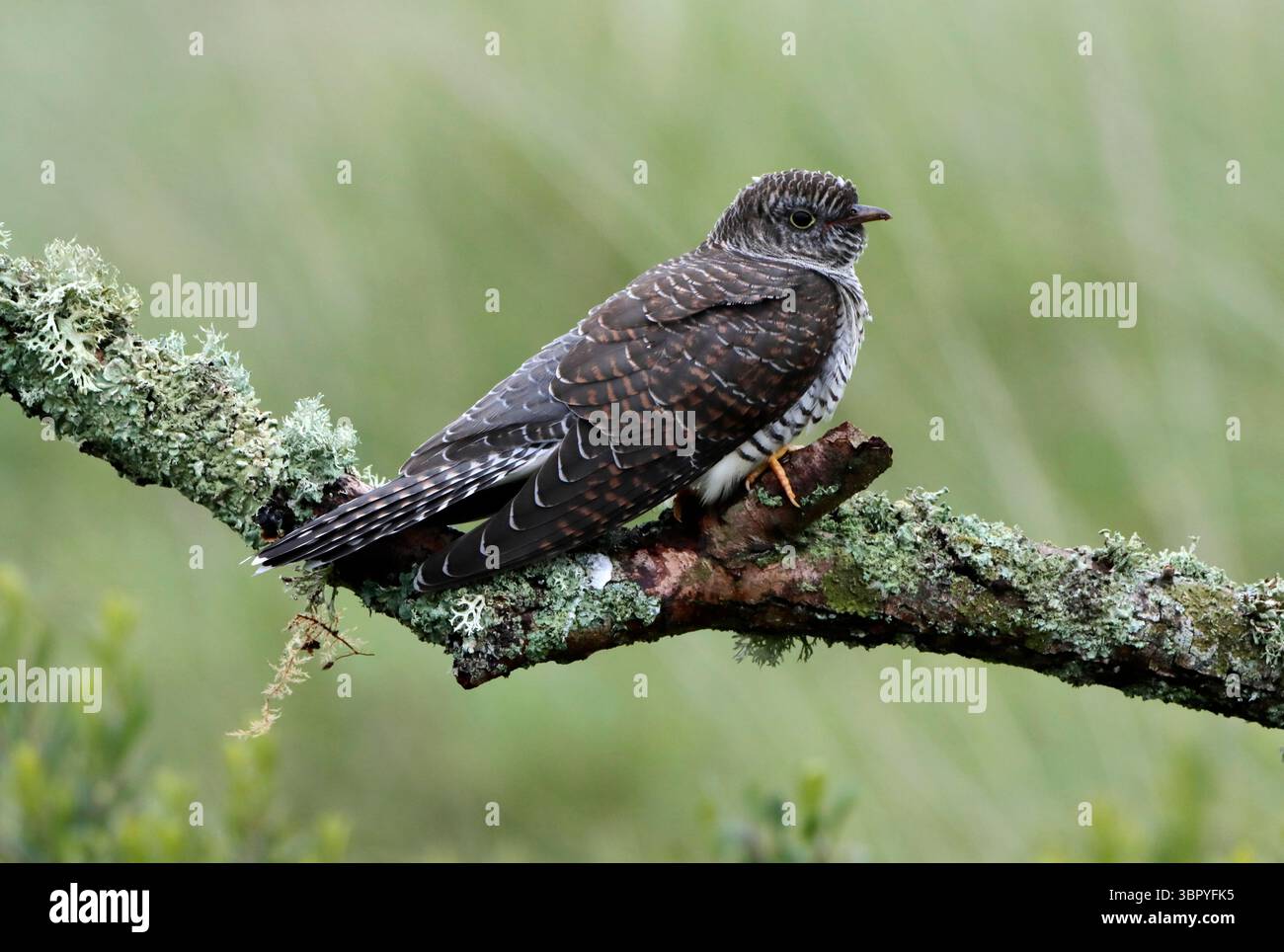 CUCKOO (Cuculus canorus) Jungvogel, Vereinigtes Königreich. Stockfoto