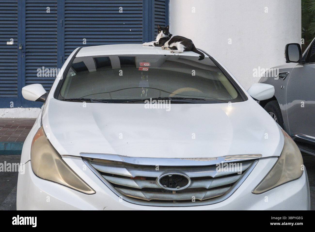 Hauskatze (Felis catus) auf einem Autodach liegend, Abu Dhabi, Vereinigte Arabische Emirate Stockfoto