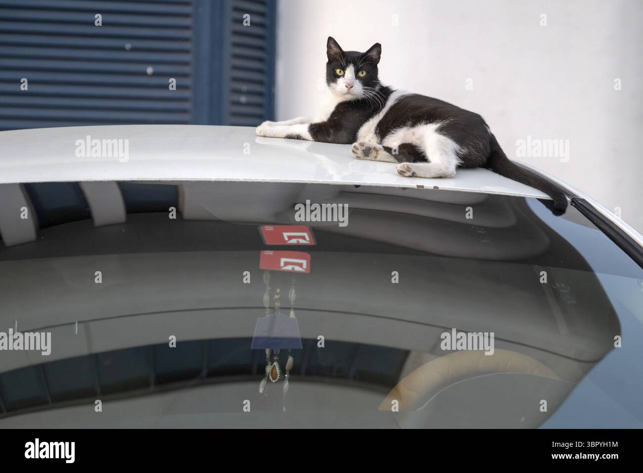 Hauskatze (Felis catus) auf einem Autodach liegend, Abu Dhabi, Vereinigte Arabische Emirate Stockfoto