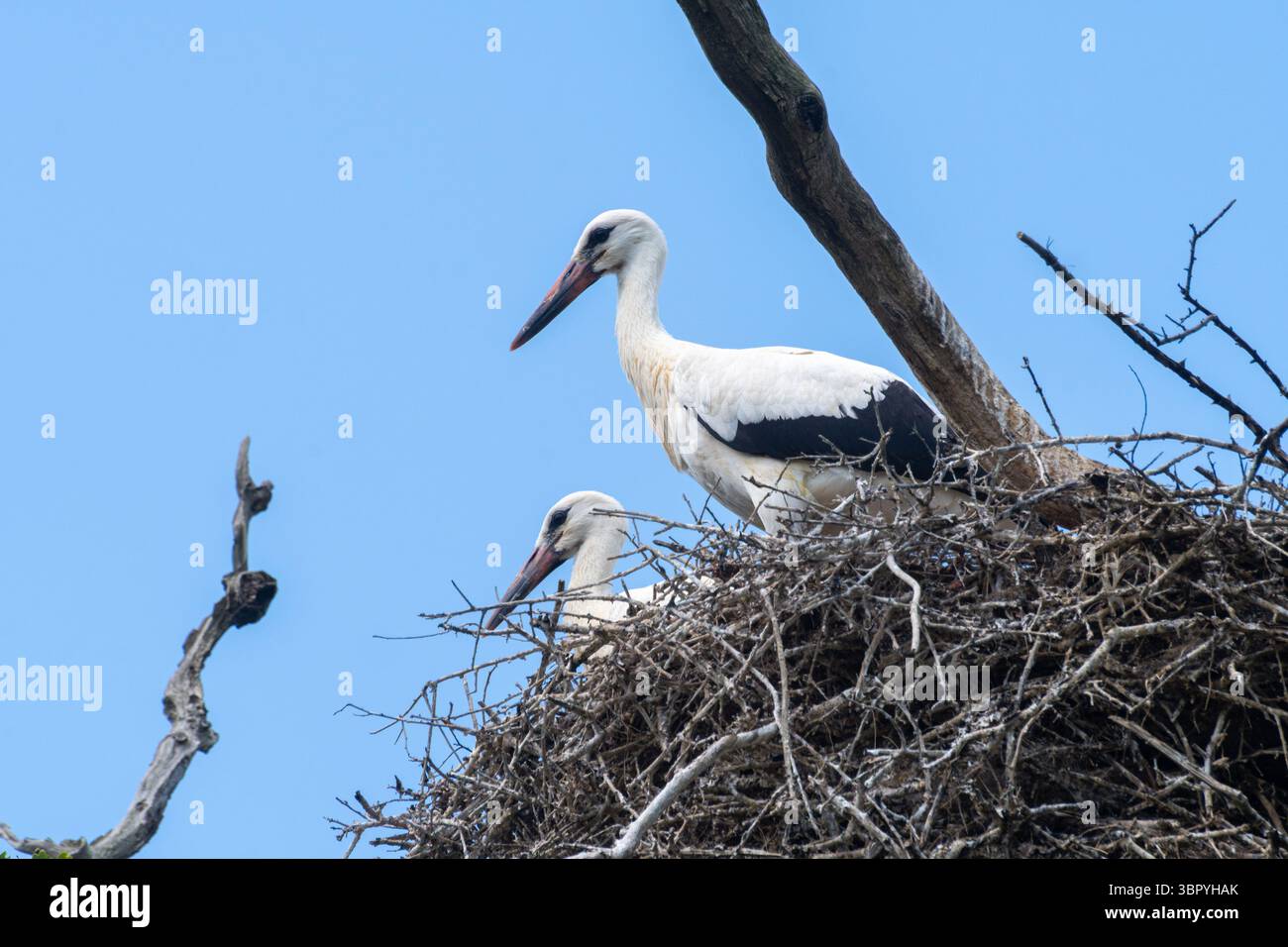 Junge Weißstörche (Ciconia ciconia) in ihrem Nest im Knepp Wildland, einem Umsiedlungsort in West Sussex, England, mit einem Wiederansiedlungsprojekt Stockfoto