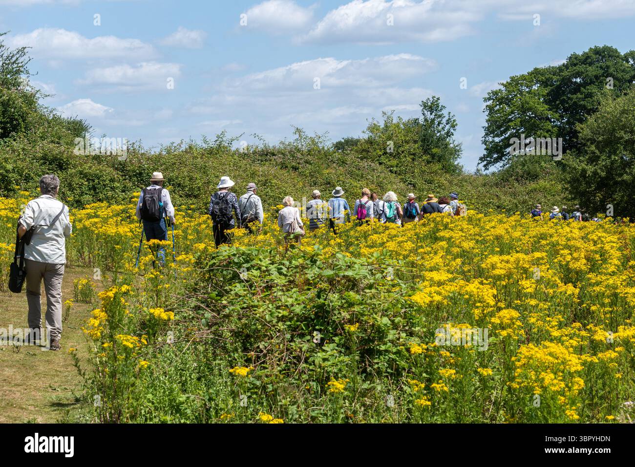 Gruppe von Menschen auf einer Wandersafari im Knepp Estate Wildland, einem Projekt in West Sussex, England, durch ein Wildblumenfeld Stockfoto
