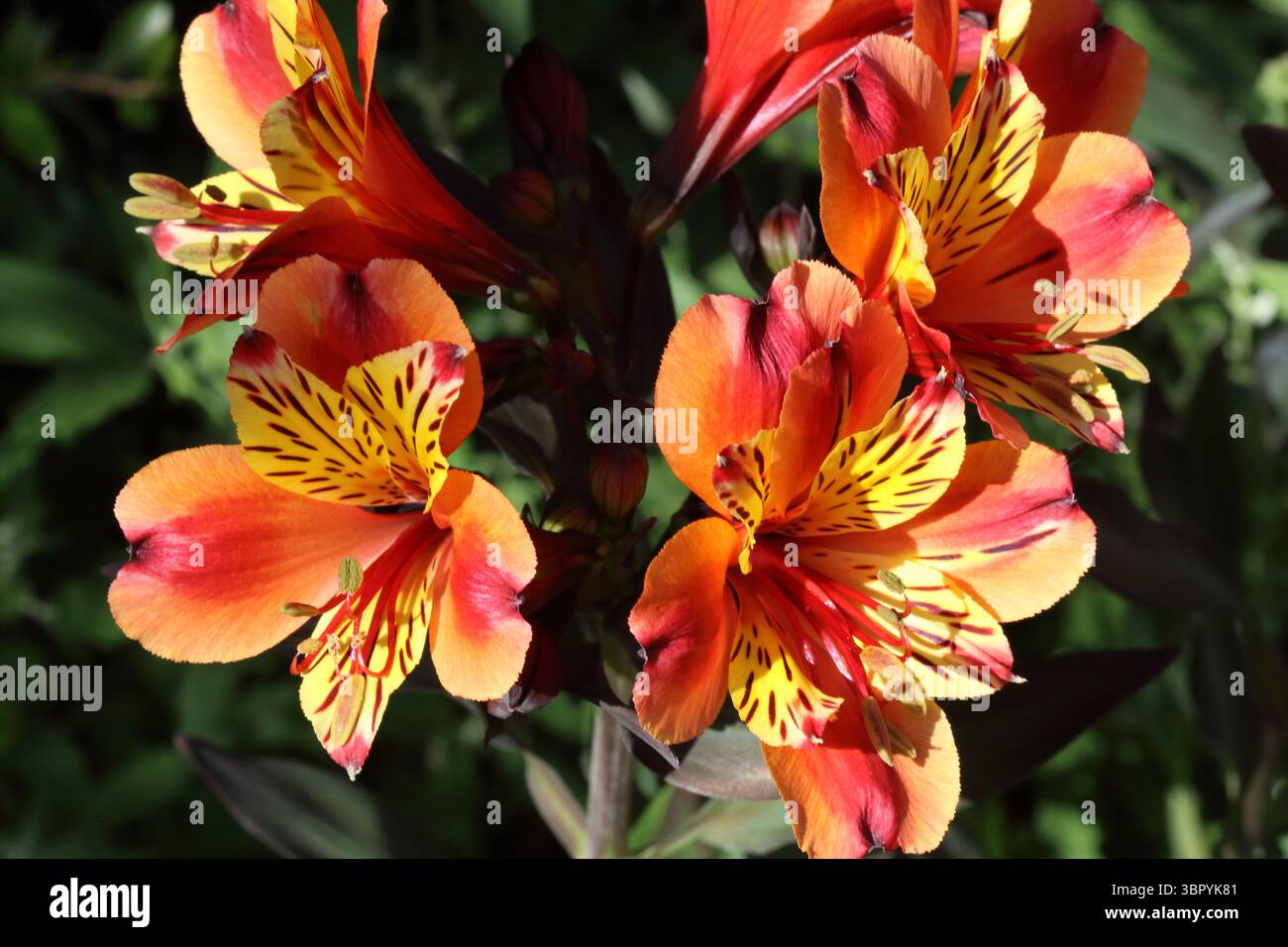 Alstroemeria, Indischer Sommer. Peruanische Lilie in voller Blüte. Stockfoto