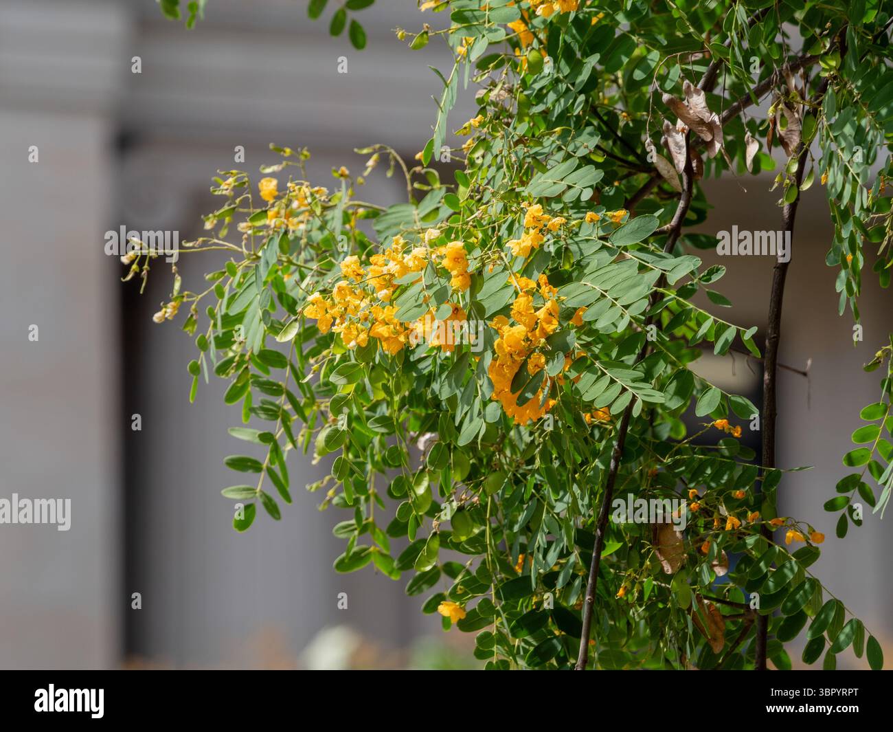Ein Zweig eines Tipu-Baumes (Tipuana tipu) mit zarten gelben Blüten an einem sonnigen Sommertag in Barcelona, Spanien. Stockfoto