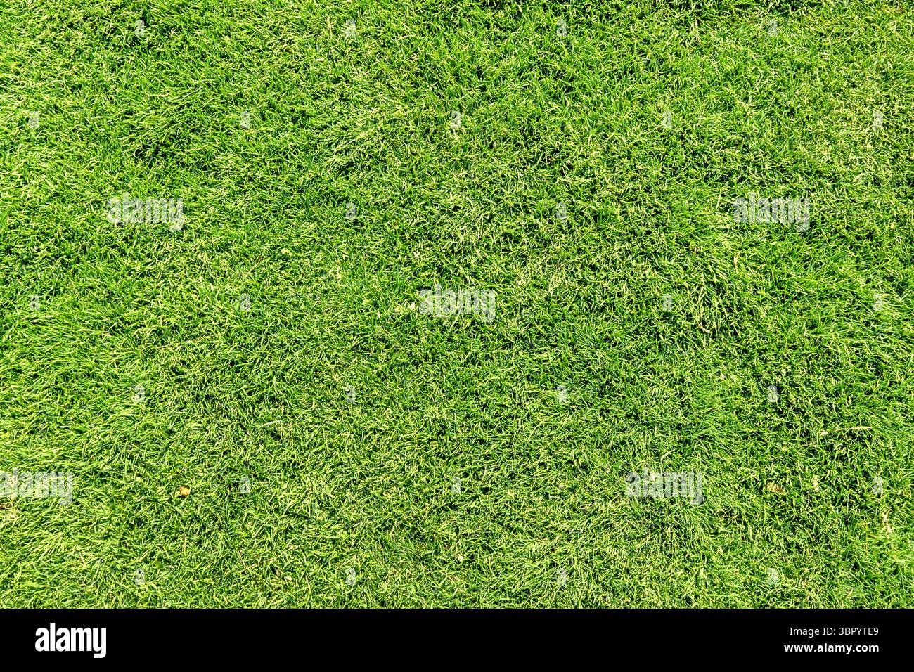Grüner Grastextur Hintergrund, Grasgartenkonzept für die Herstellung von grünem Hintergrund Fußballfeld, Grasgolf, grünem Rasenmuster strukturiert Stockfoto