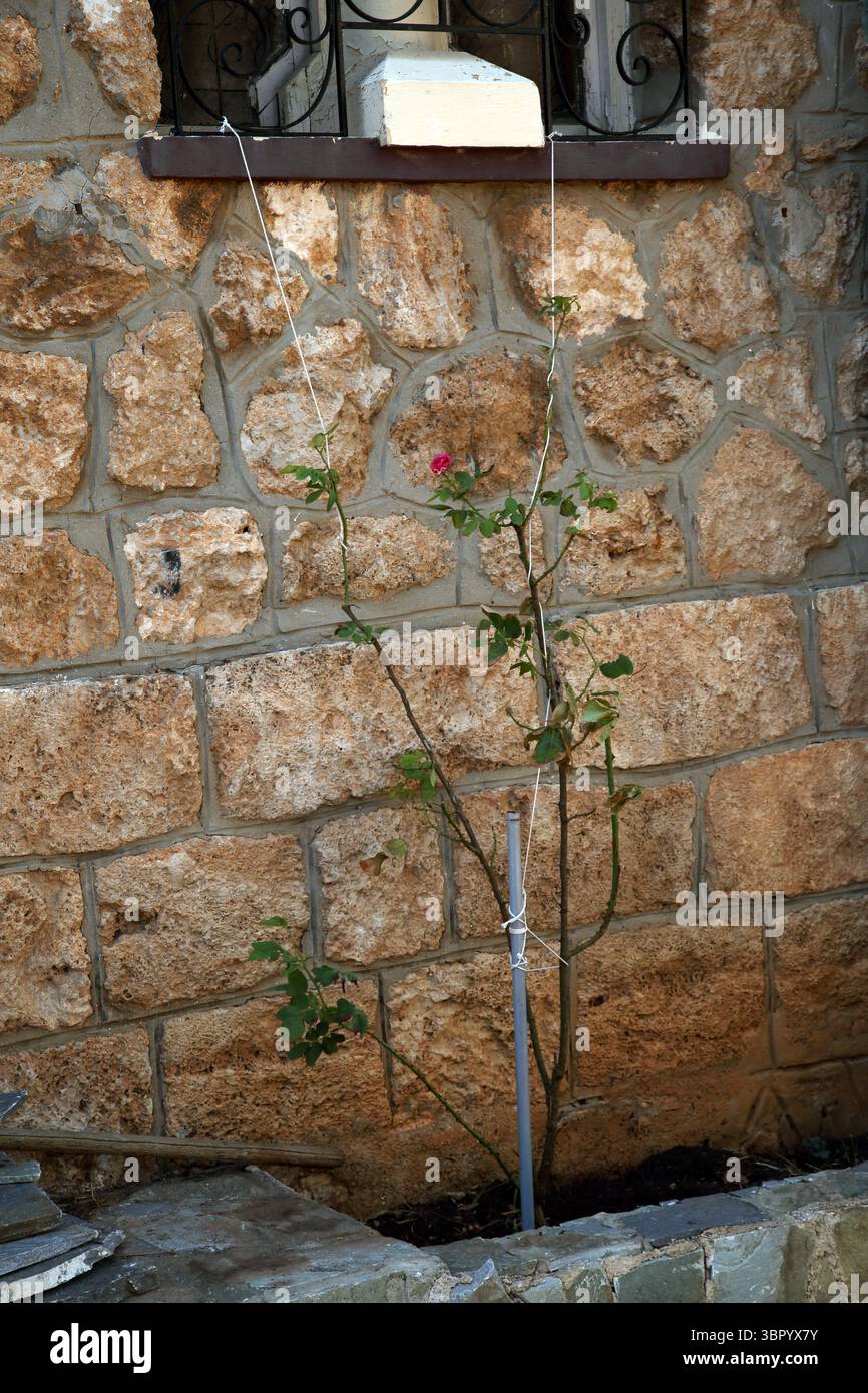 Kletterrose von Agios Nikolas Kirche Vari-Voula-Vouliagmeni Attica Griechenland Stockfoto