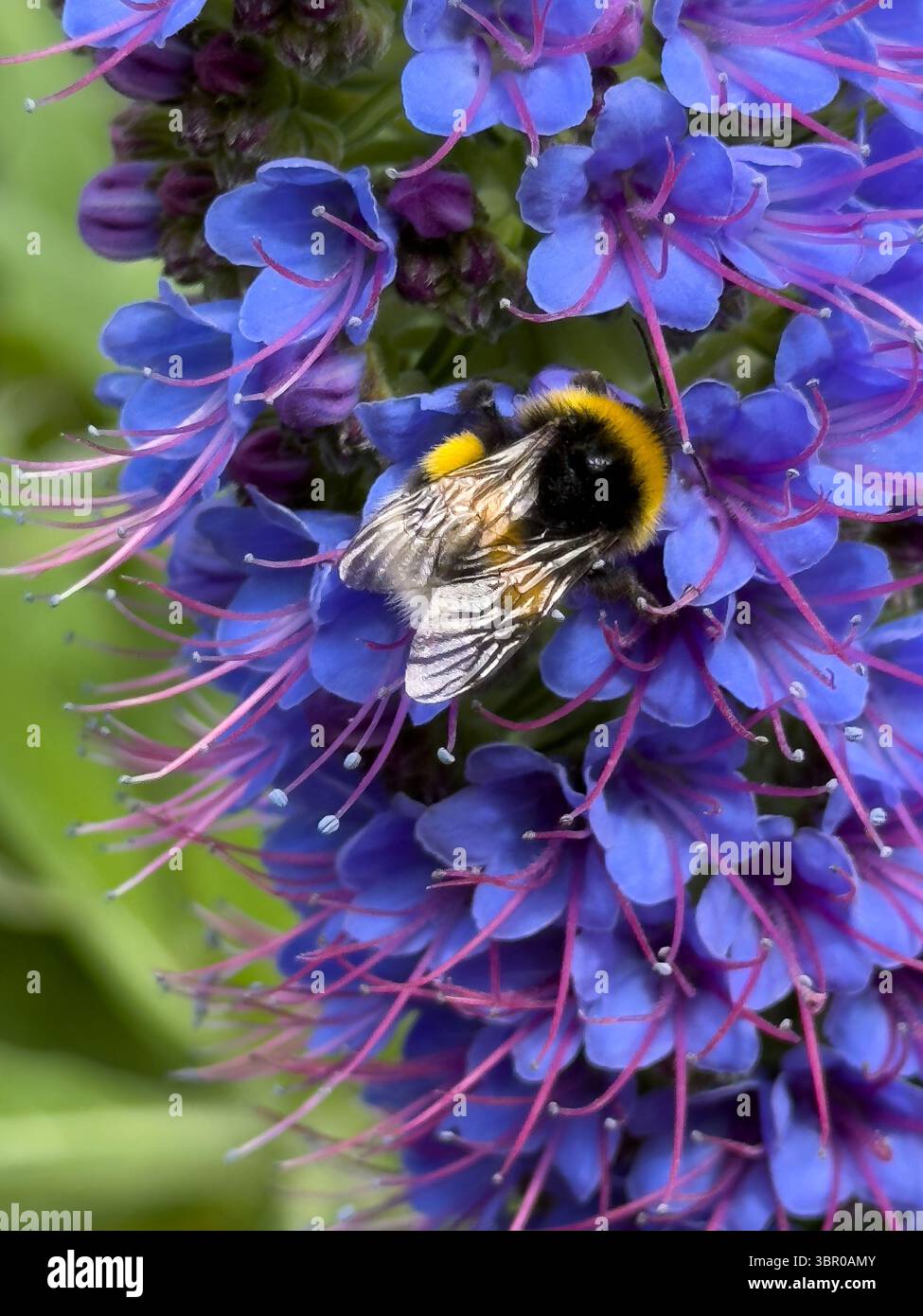 Violett-blauer Blumenschmuck, schöner Stolz von Madeira (Echium candicans) mit Bienen und Hummeln, die Nektar sammeln, Makronaturfotografie, Biodiversität und - Smartphone-aufgenommenes Stockfoto