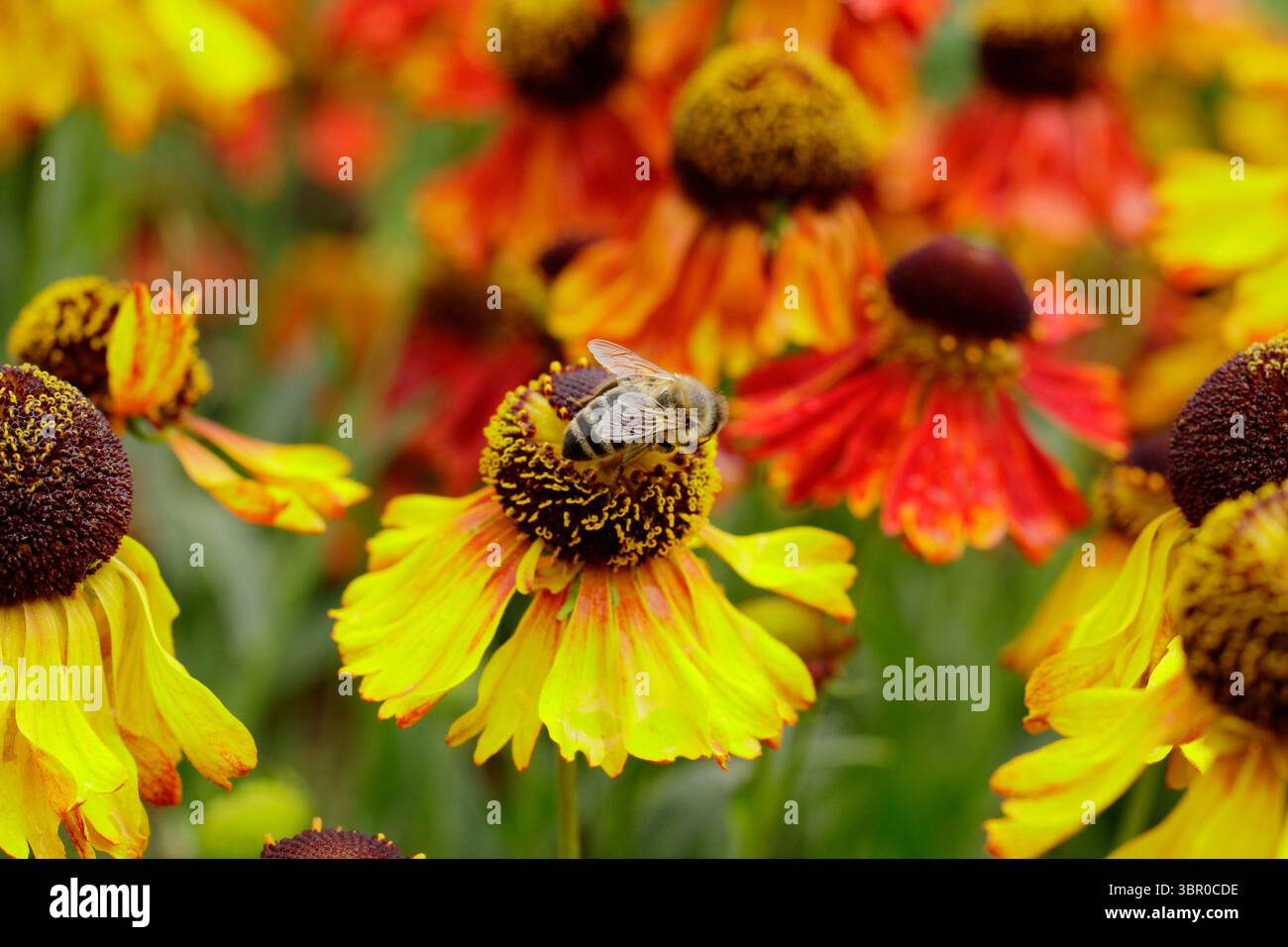 Biene auf Blume. Honigbiene auf Helenium 'Moerheim Beauty' niezeweed.UK Stockfoto