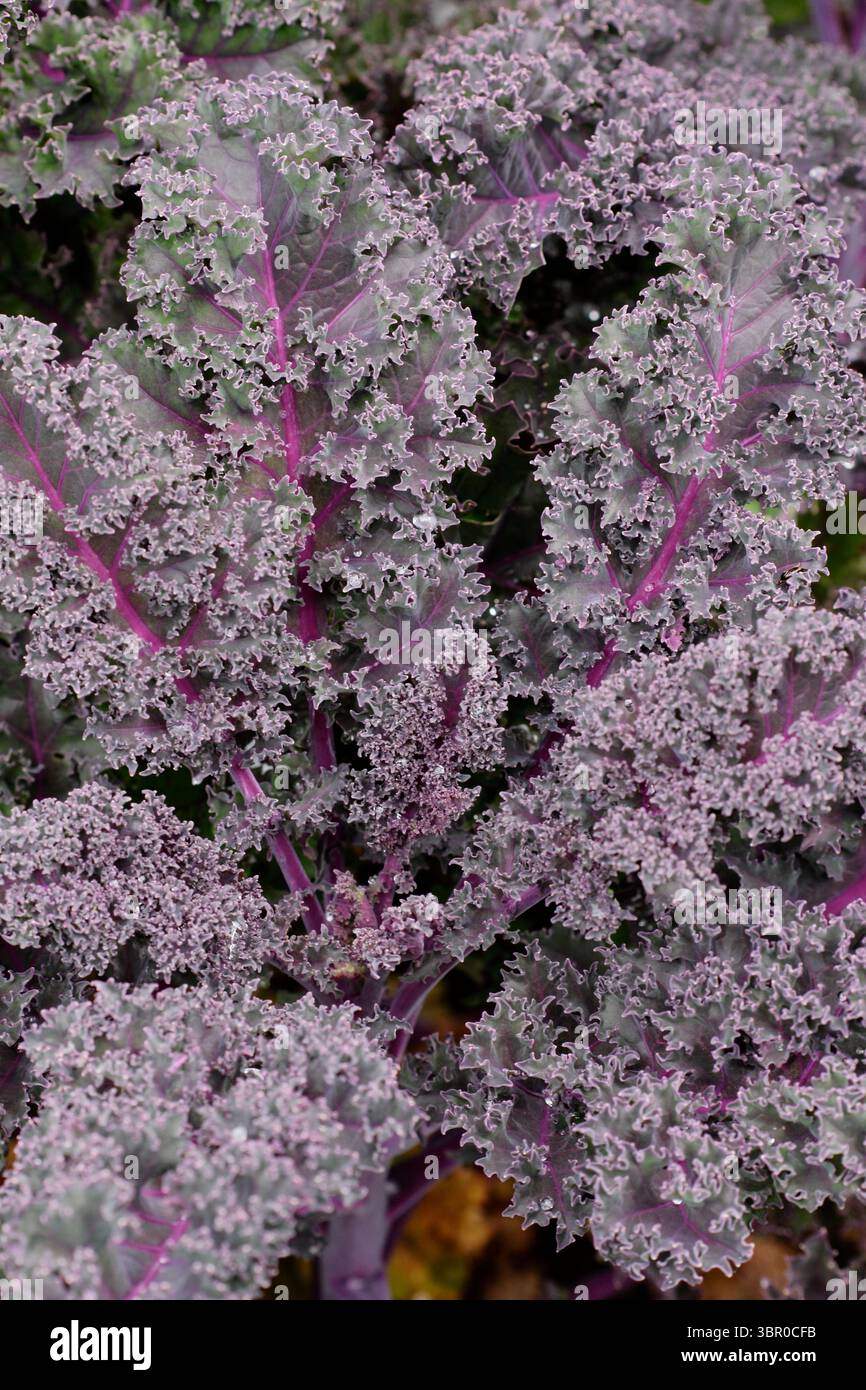 Violette Adern und grüne violette Blätter von violettem, lockigem Grünkohl. Brassica oleracea Stockfoto