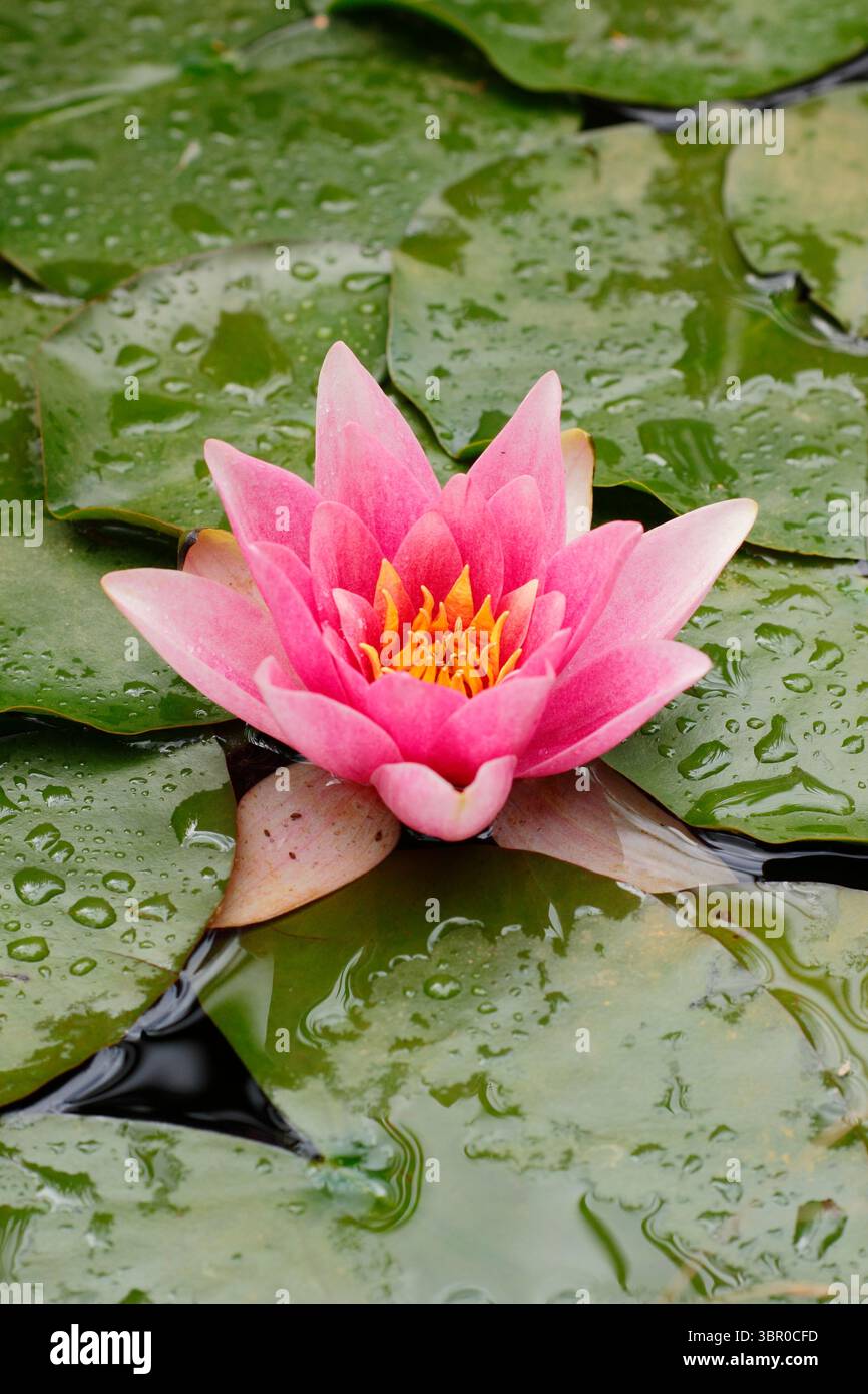 Nymphaea. Rosafarbene Seerosenblume auf Lilienpads in einem kleinen Hausteich. UK. Nymphaeaceae Stockfoto Nymphaea. Rosafarbene Seerosenblume auf Lilienpads in einem kleinen Hausteich. UK. Nymphaeaceae Stockfoto