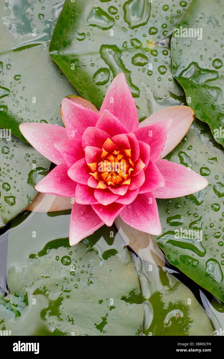 Nymphaea. Rosafarbene Seerosenblume auf Lilienpads in einem kleinen Hausteich. UK. Nymphaeaceae Stockfoto Nymphaea. Rosafarbene Seerosenblume auf Lilienpads in einem kleinen Hausteich. UK. Nymphaeaceae Stockfoto