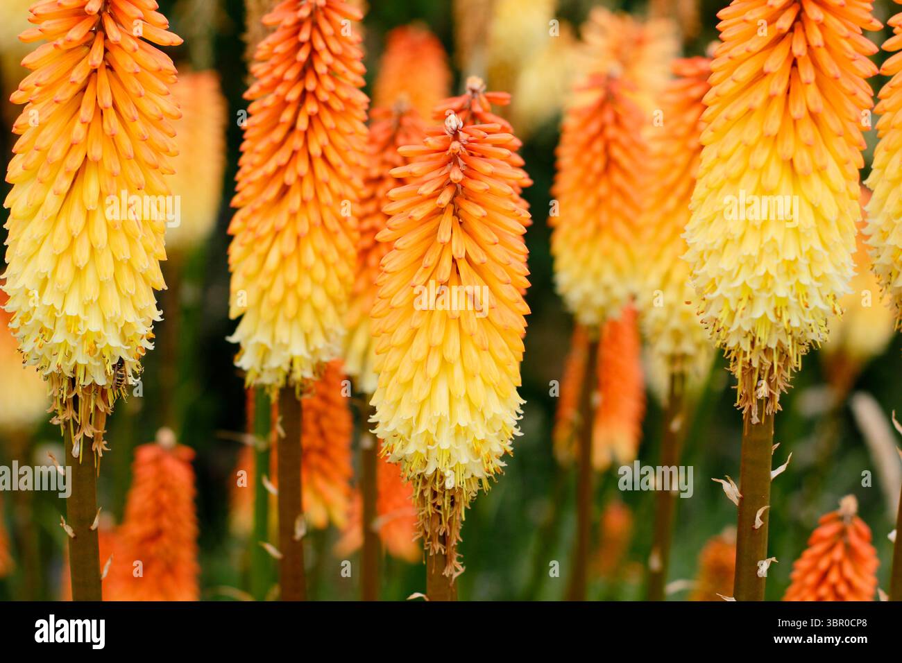 Kniphofia „Tawny King“. Dichte orange und gelbe Blütenspitzen des Redhot Poker 'Tawny King' in einem englischen Garten. UK Stockfoto