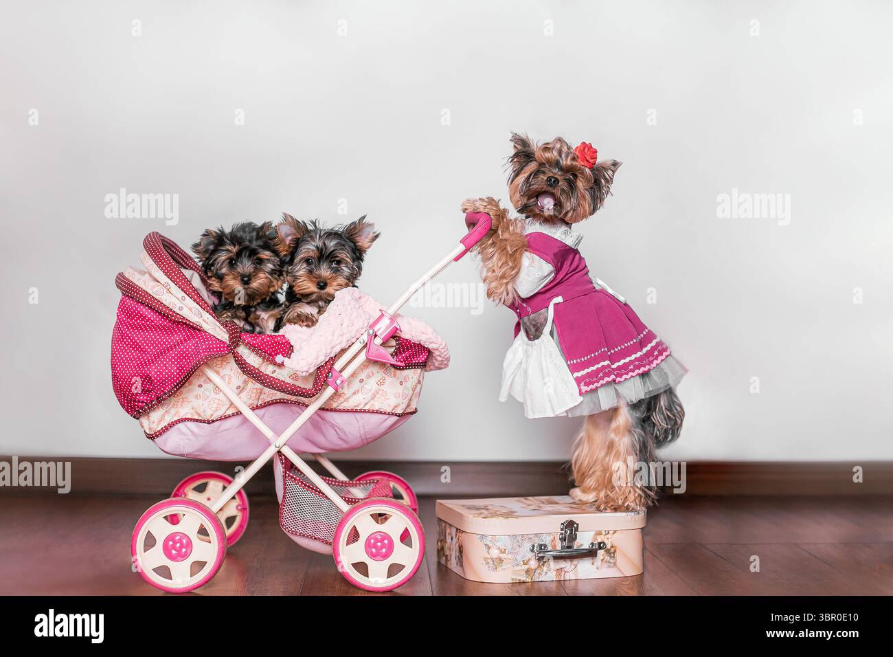 Yorkshire Terrier-Welpen sitzen im rosafarbenen Kinderwagen mit weicher Decke neben Holzboden in der Studioszene. Stockfoto