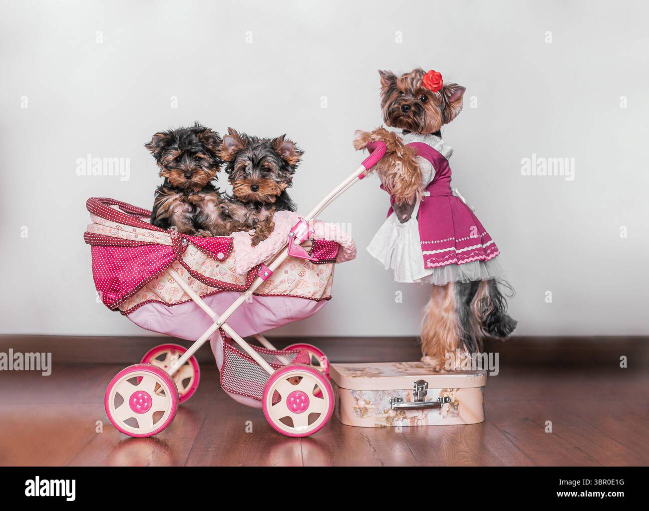 Der Erwachsene Yorkshire Terrier trägt ein magentafarbenes Kleid und schiebt den Kinderwagen mit zwei Welpen, während er drinnen im Koffer steht. Stockfoto
